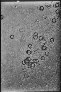 1paris+terraspotenafdrukken+