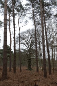 boom bilthoven2015jan