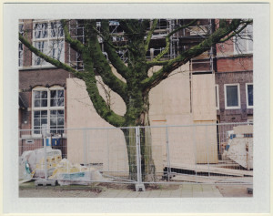 boom voor houtplaten2014+