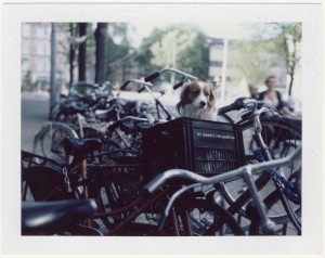 ferryvandenbemd;fietshondje2012