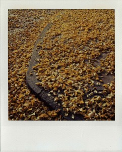 ferryvandenbemd;gele blaadjes