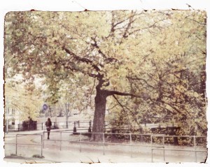 ferryvandenbemd;herfstboom;mauritskade