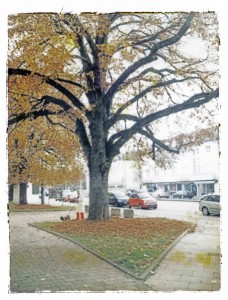 ferryvandenbemd;muc;boom