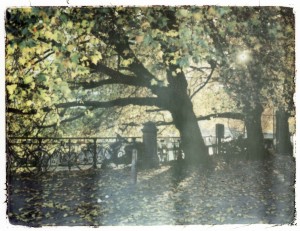 ferryvandenbemd;zomerboomlicht