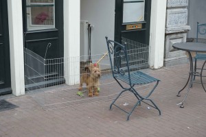 hondje in hekje2014juni