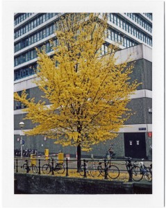 pola land geleboom+3